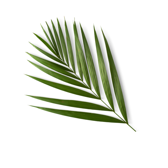 Palm leaves